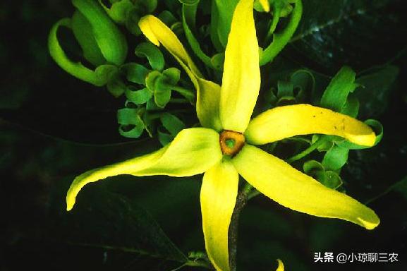 小琼聊三农：香水原产料，与您分享依兰花的种植小技巧及管理方法