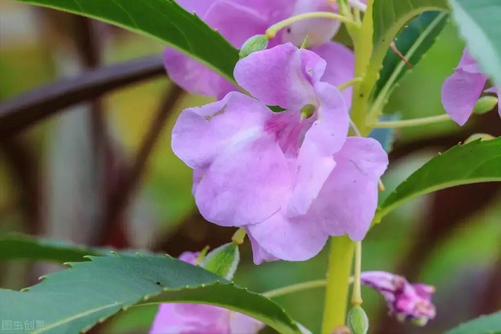 用什么方法养凤仙花长花苞开花,怎样养好凤仙花视频