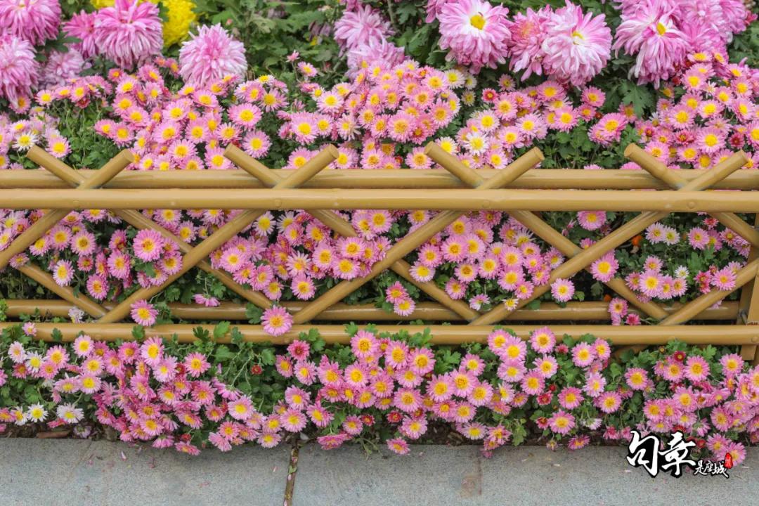 兴化千垛菊花海,广州海心沙菊花海