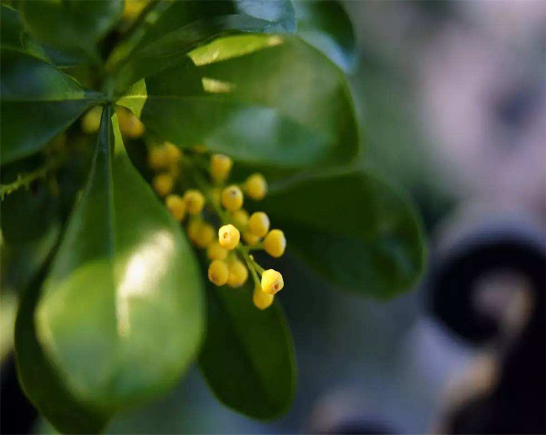 米兰花掉叶子是什么原因,怎样才能使掉叶的米兰花再长叶子