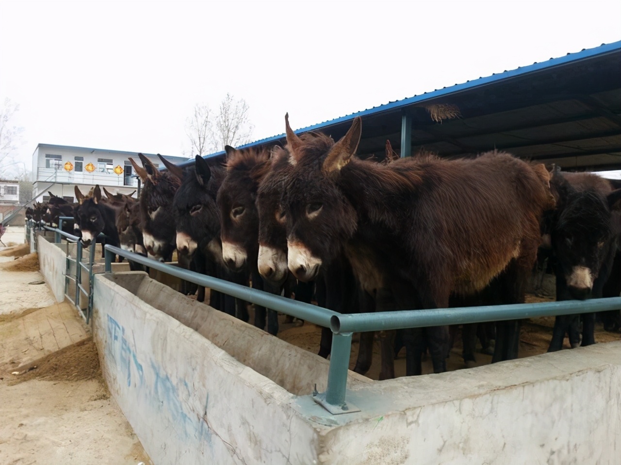 农村养殖致富小创业项目有哪些,农村最赚钱的五个养殖项目是哪些