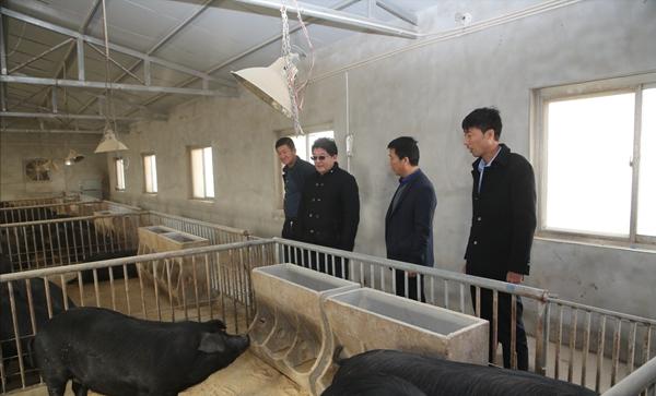 90后回村创业养生态跑山黑猪,退伍老兵回家养猪