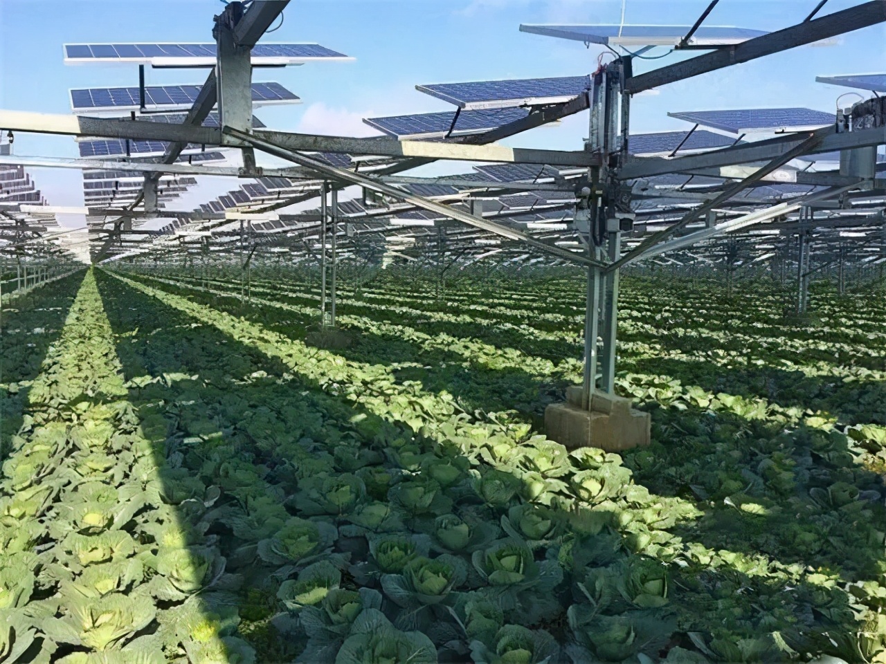 年产1000万株南药种苗、“光伏+农业”双收益……肇庆这个地方致富有“秘籍”！