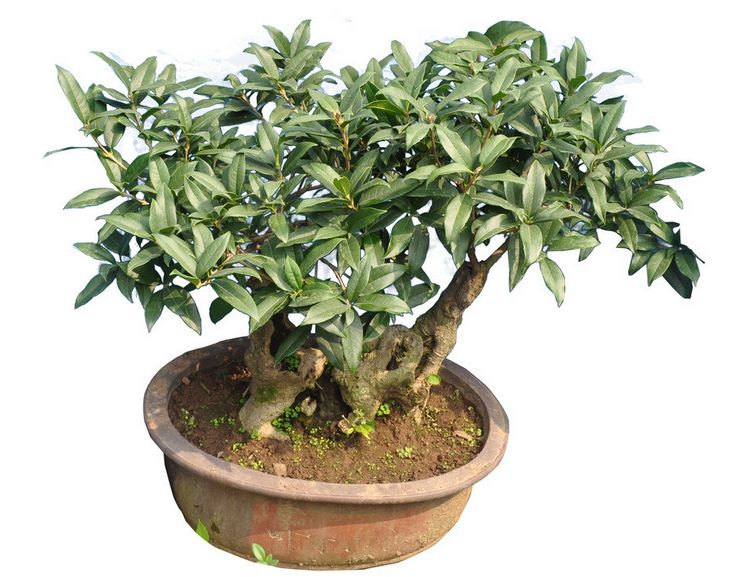 桂花怎么换盆注意事项,桂花换盆需要注意什么