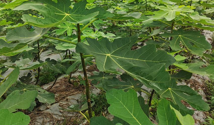 效益好的果树,什么果树经济效益最好