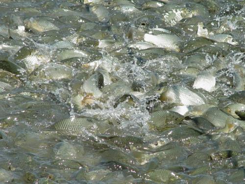 中国各省特产哪些值得带,中国各省区特产地图