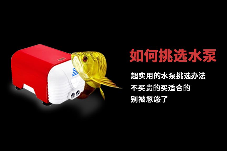 小型水族用水泵哪个牌子好,水族水泵什么牌子扬程高省电