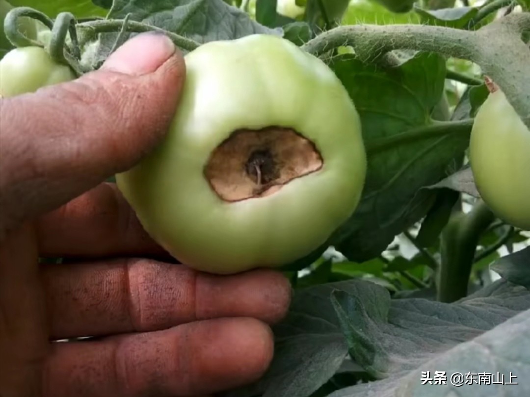 缺钙有什么症状和危害及原因,作物缺钙镁的症状图