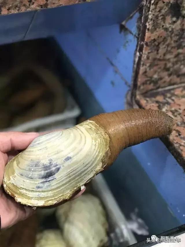 水煮贝壳类海鲜煮多久,海边海鲜用什么水煮好吃