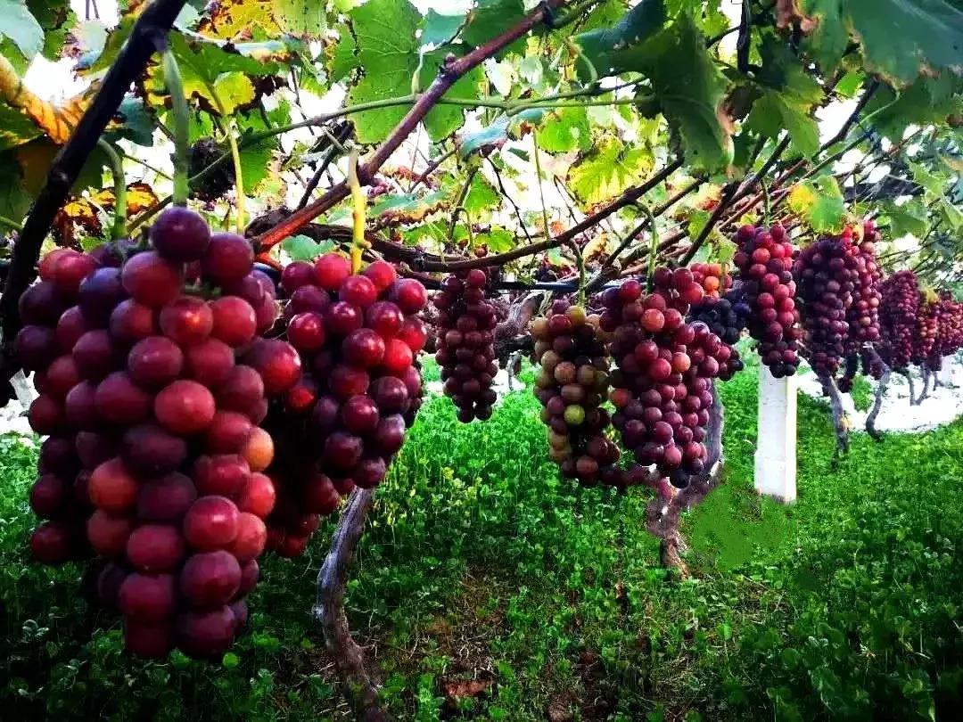 神农葡萄庄园基地,神农葡萄庄园