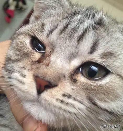 如何挑选一只健康的小猫咪,怎样快速得到小猫咪