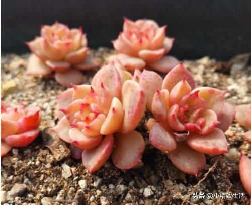 多肉植物叶插徒长怎么办,多肉叶插出苗了该怎么办