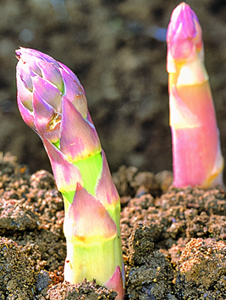 吃芦笋功效,芦笋最健康吃法