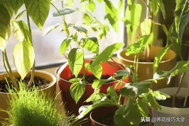 高锰酸钾除盆栽霉菌,植物有霉菌怎么处理