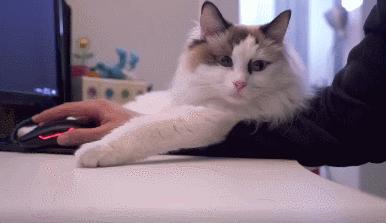 布偶猫身长四十厘米体重九斤,超级可爱的布偶猫有两万斤