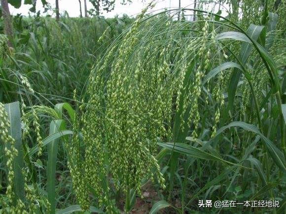 四体勤劳的你，能分得清“五谷”吗