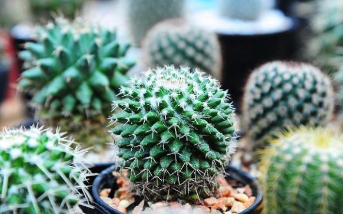 仙人球底部褶皱萎缩怎么办？摸清3种原因，对症解决忒简单