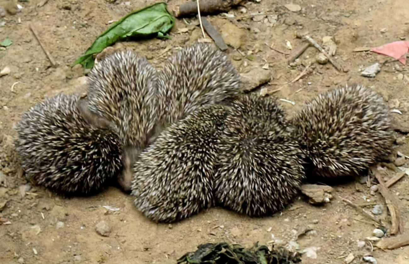 刺猬全身是刺怎么怀孕,刺猬怀孕的时候会被刺吗