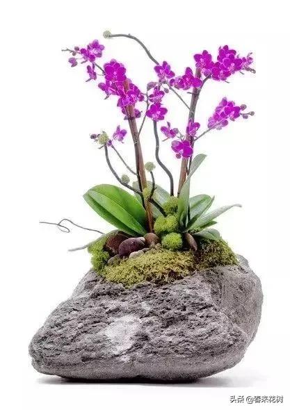 绚烂多彩的神奇植物,一种特别神奇的植物