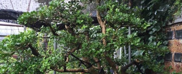 雀舌黄杨盆景家庭养殖有什么意义,雀舌黄杨盆景养殖方法