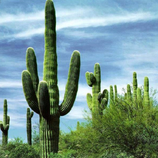 历史上最喜欢的国花,哪几种中国国花搭配好看