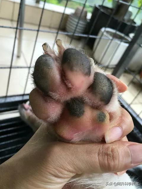 狗狗疾病:趾间炎在家便可以治疗