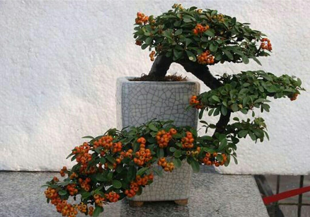 野外火棘盆景如何修根,火棘盆景粗扎细剪的造型方法图片