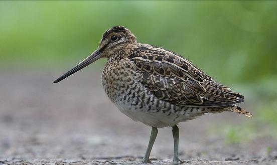东江揽胜,惠州淡水常见鸟类图谱