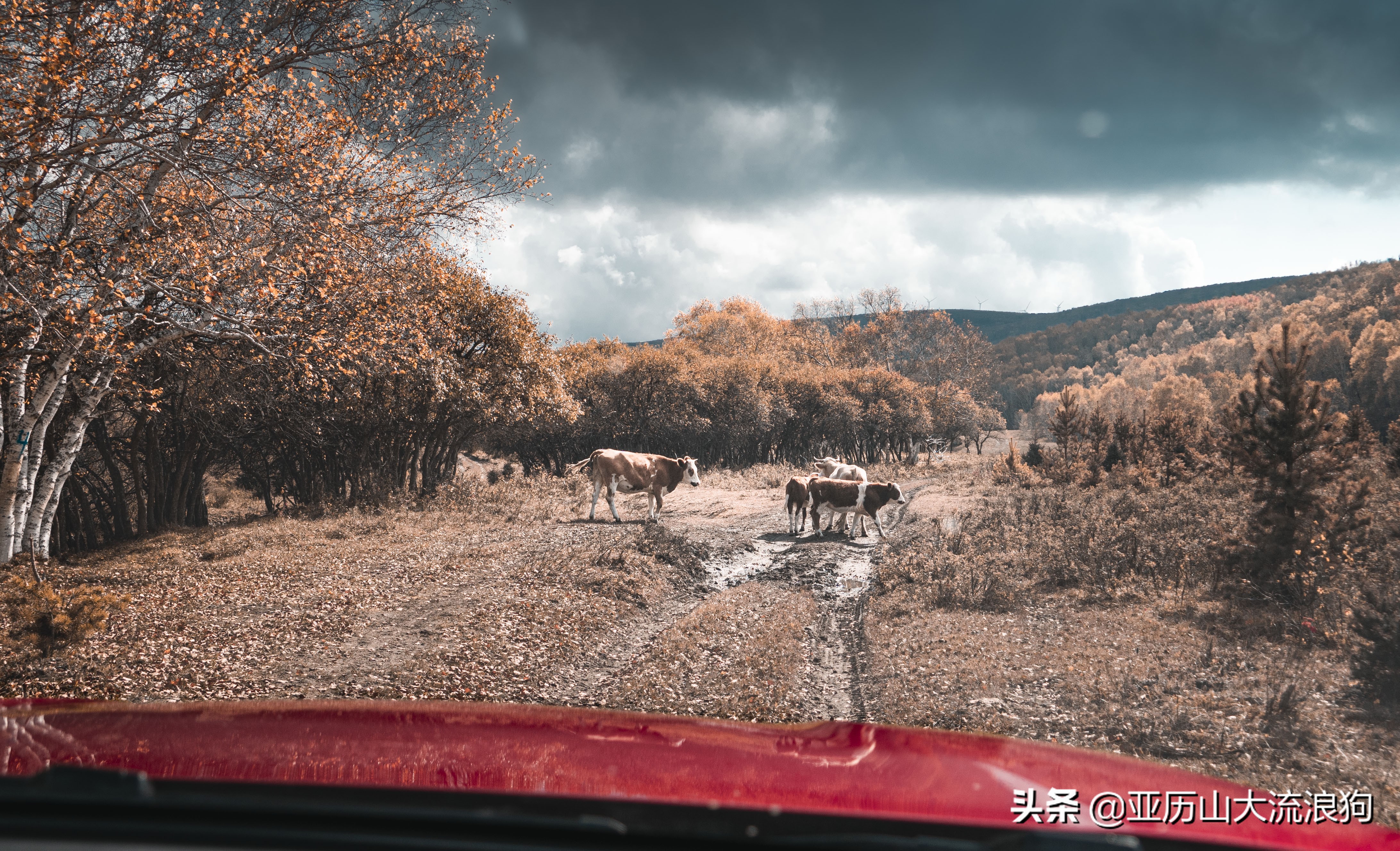 你那秋天来了吗？我这反正颜料泼了一地——内蒙古黄岗梁穿越之旅