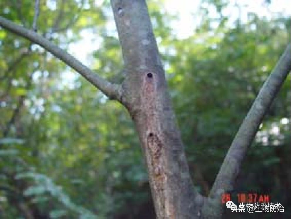 蛀干害虫是钻蛀害虫吗,果树枝干钻蛀害虫图片