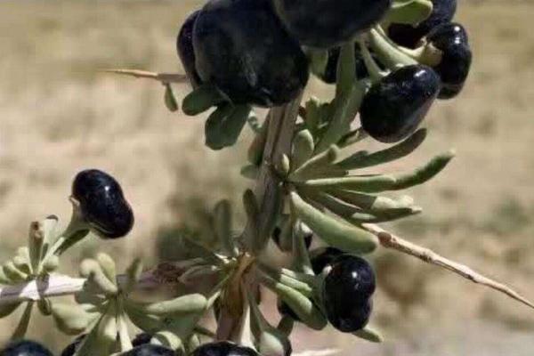 黑枸杞种植条件,黑枸杞种植的方法