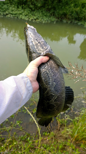 夏季台钓黑鱼怎么钓最好,夏季黑鱼路亚钓法教学