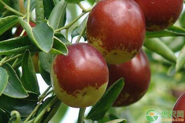 枣果树病虫害防治,红枣病虫害春季防治信息