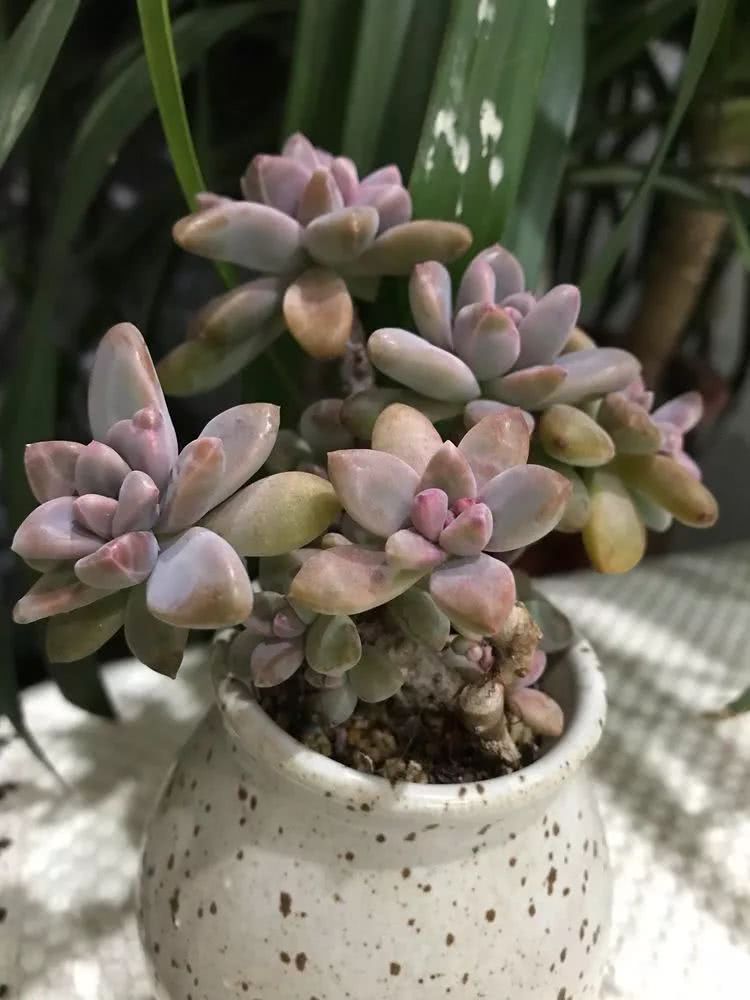 多肉名字怎么记,多肉的品种图片及名字寓意