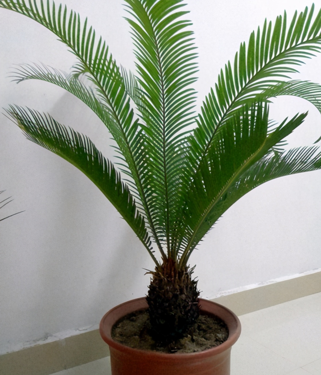 铁树用什么土好养活啊,铁树最好养的品种