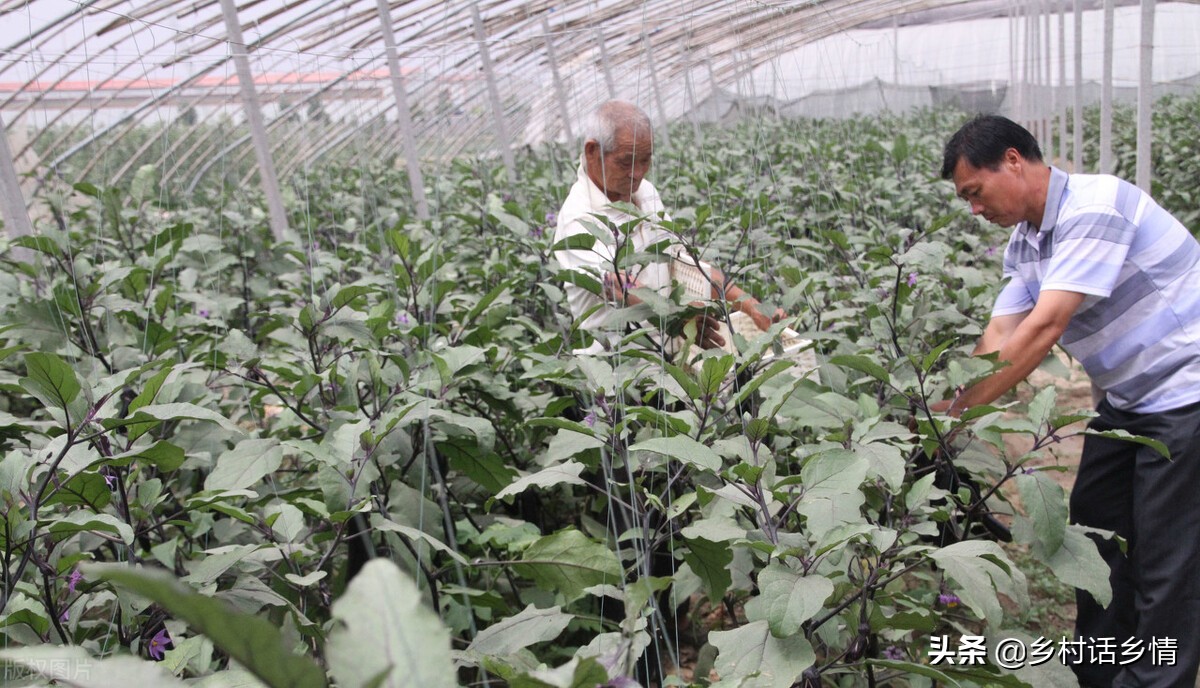 种菜招小虫子怎么办,种菜治虫好方法