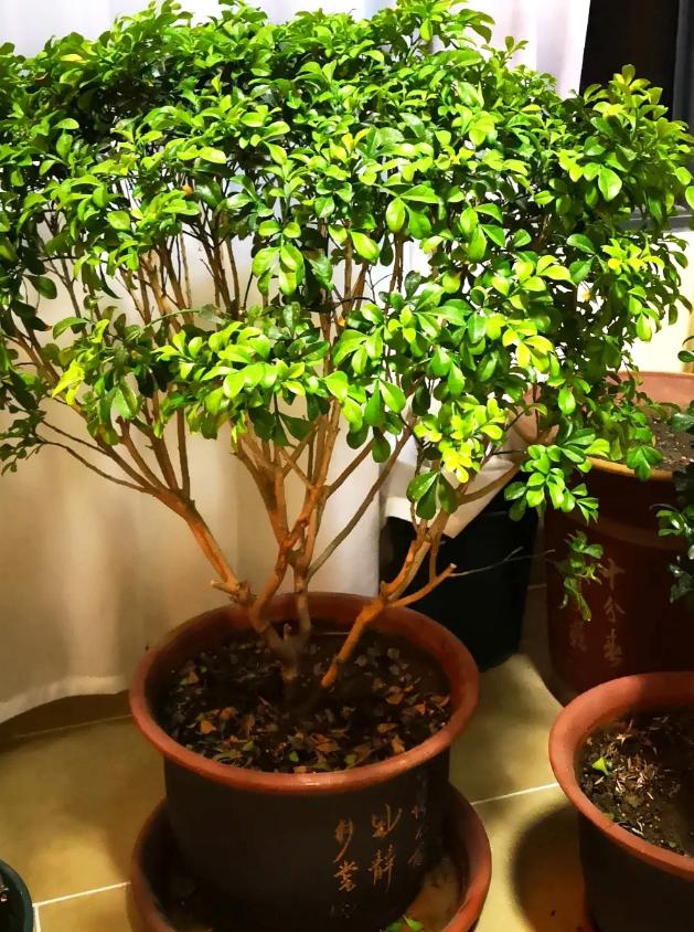 老桩花卉米兰的养殖方法,米兰老桩冬季怎么养护