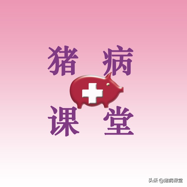 养猪联合用药{失之毫厘谬以千里},猪病临床联合用药知识讲解