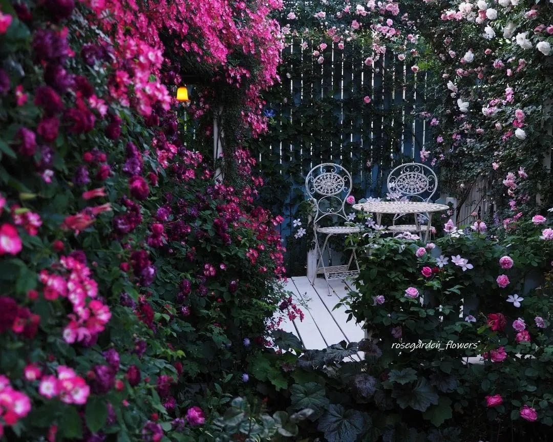 太毒了！“别人家”的月季花园，美到让人窒息