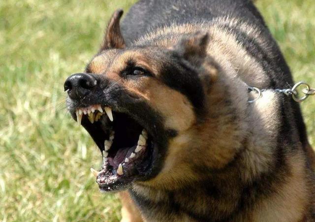 患狂犬病的狗狗有什么特征吗,患了狂犬病的狗有什么症状