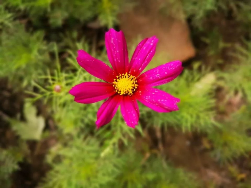 植物叶子长白色斑点怎么办,植物叶片上长满了白点是什么原因