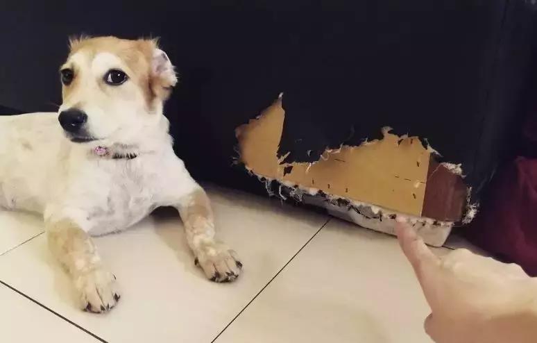 狗狗总是趁主人不在家拆家怎么办,主人不在家狗狗搞破坏是什么原因