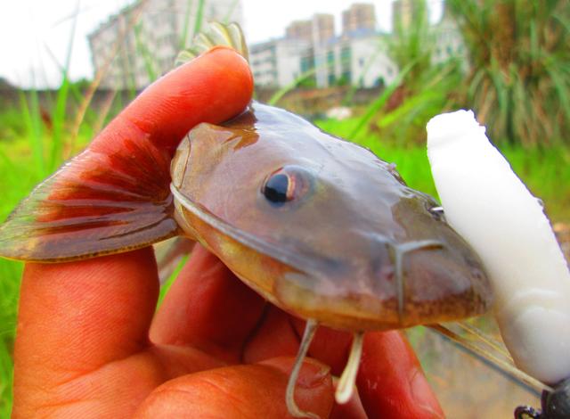 铅头钩和德州钓组哪种好,实战铅头钩最强绑法