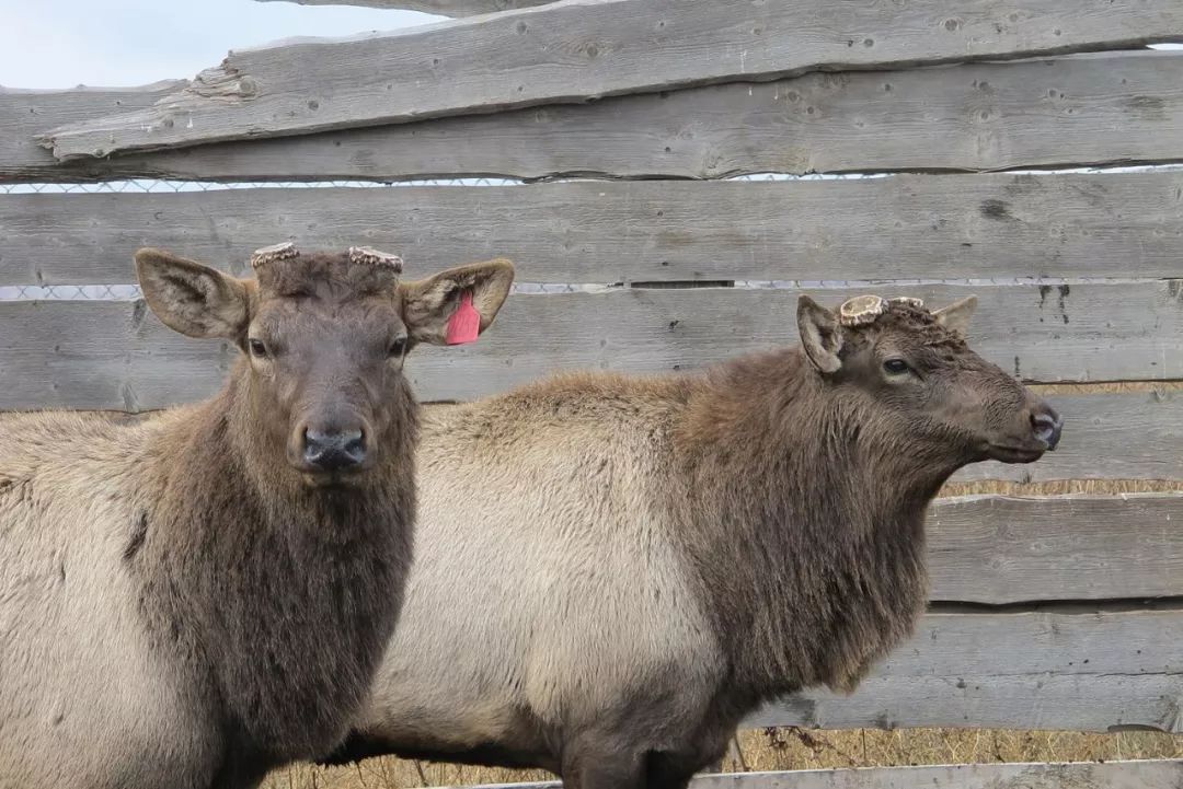 向中国出口鹿茸？在东哈萨克州出现一个种鹿基地