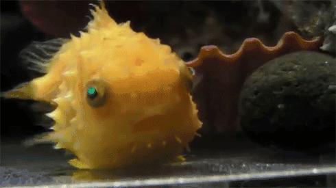 深海最萌的鱼有多萌,最萌最小海水观赏鱼