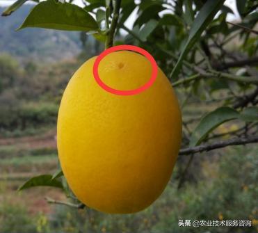 柑蛆是柑橘大实蝇吗,柑橘防治蝇蛆用什么药