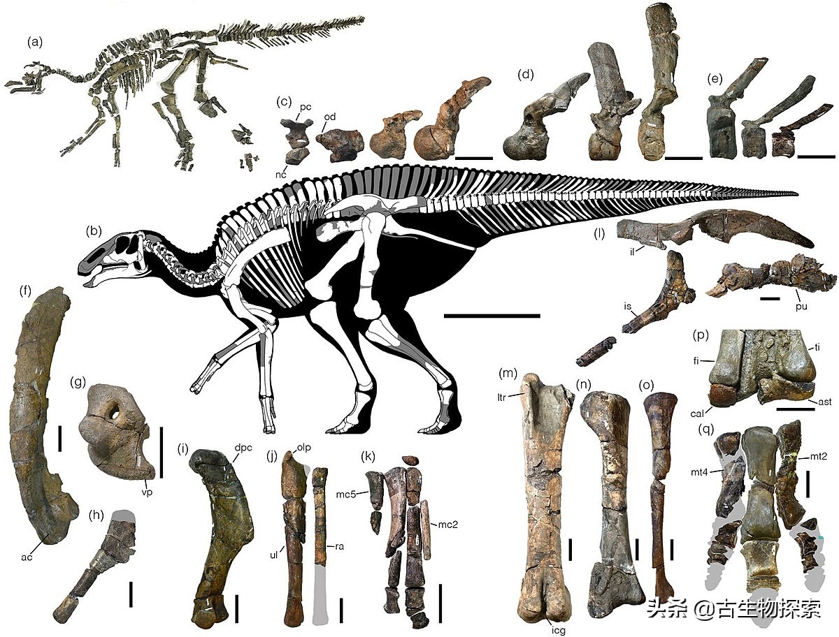 日本第一次在本土发现恐龙化石,发现最不完整的恐龙化石