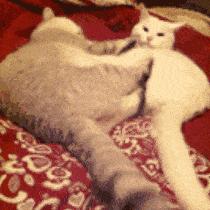 忍了半个月!掐着排卵期万“精”齐发,为啥就是怀不上?!