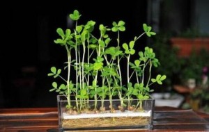 园艺疗法,园艺疗愈