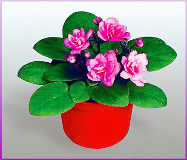 紫罗兰花卉大全,紫罗兰花卉盆栽图片